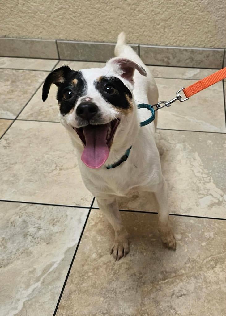 Enlarge Snowball, a Adoptable mixed breed in Decatur, IN image 6/6