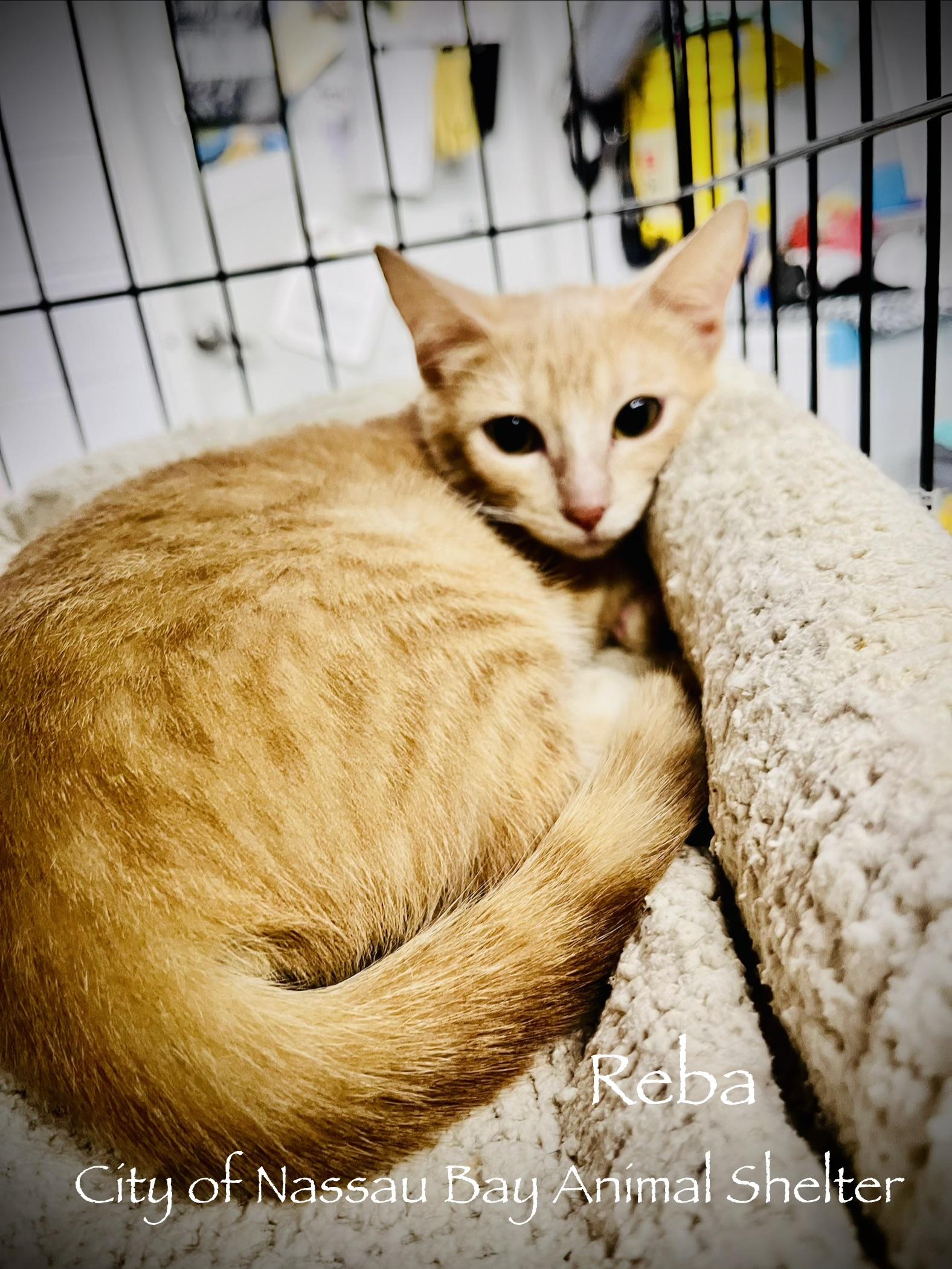 F35-26 Reba, ADOPTABLE, Young Female Domestic Short Hair.