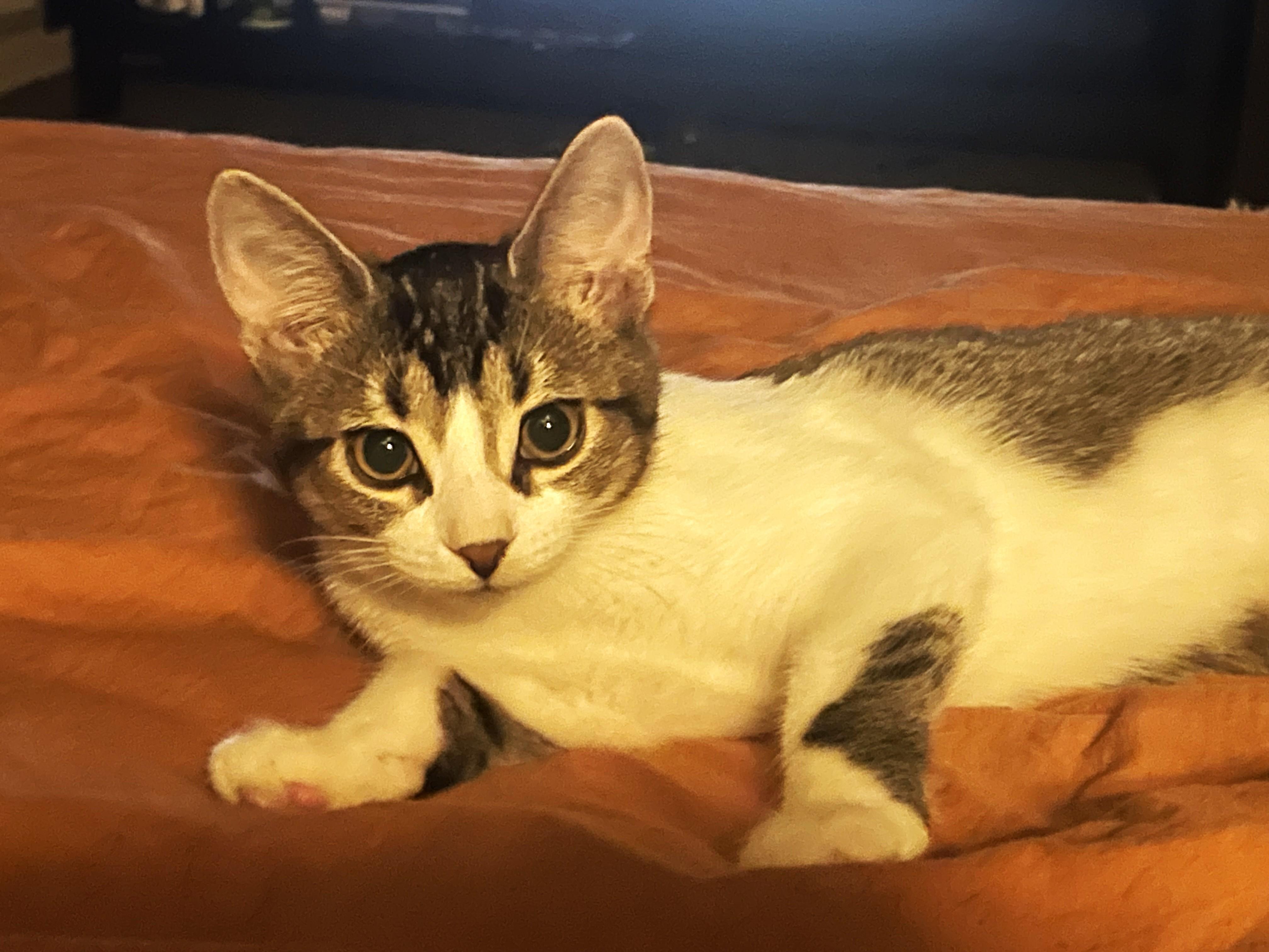 Enlarge Jax, a Adopted Tabby in Midland, MI image 4/5