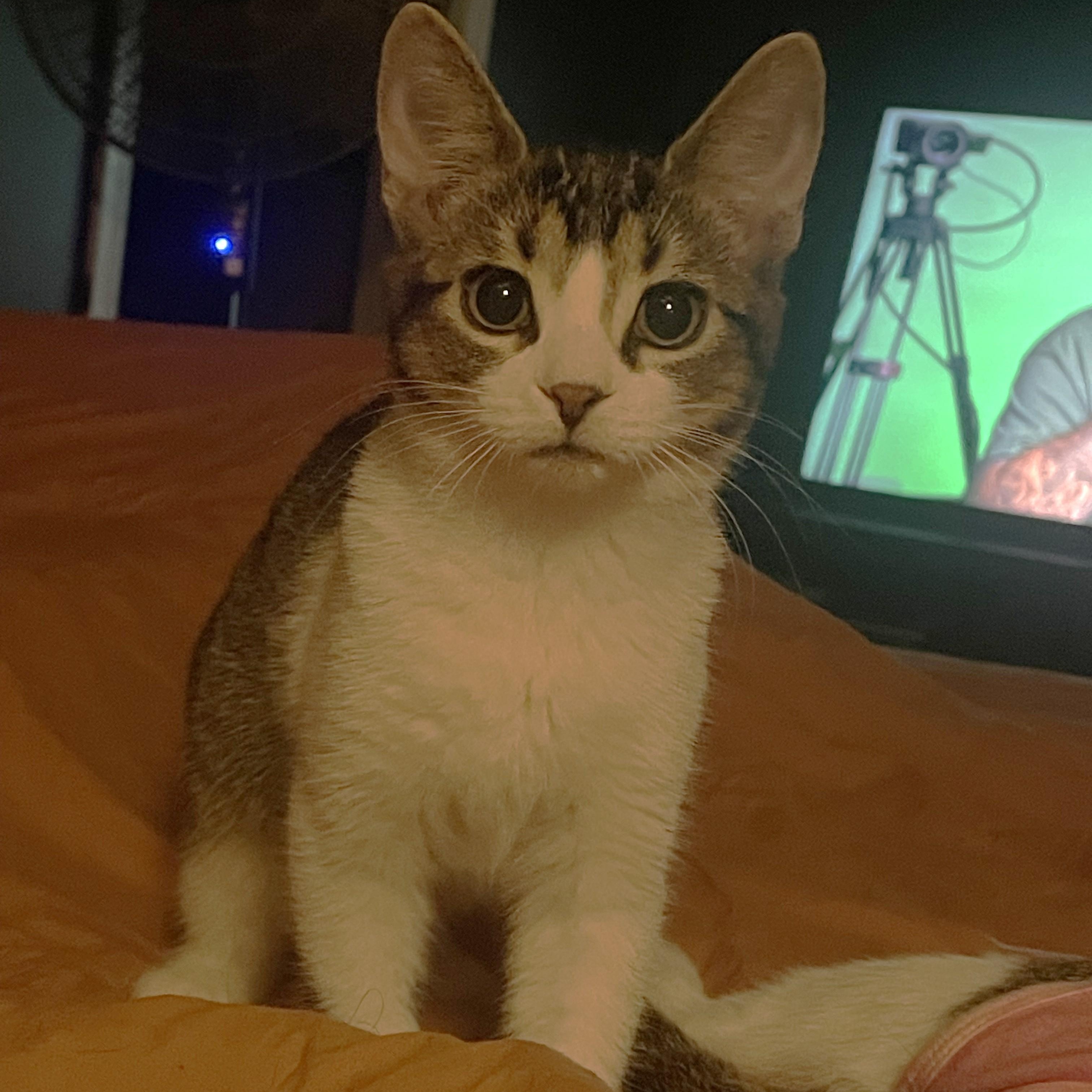 Enlarge Jax, a Adopted Tabby in Midland, MI image 3/5