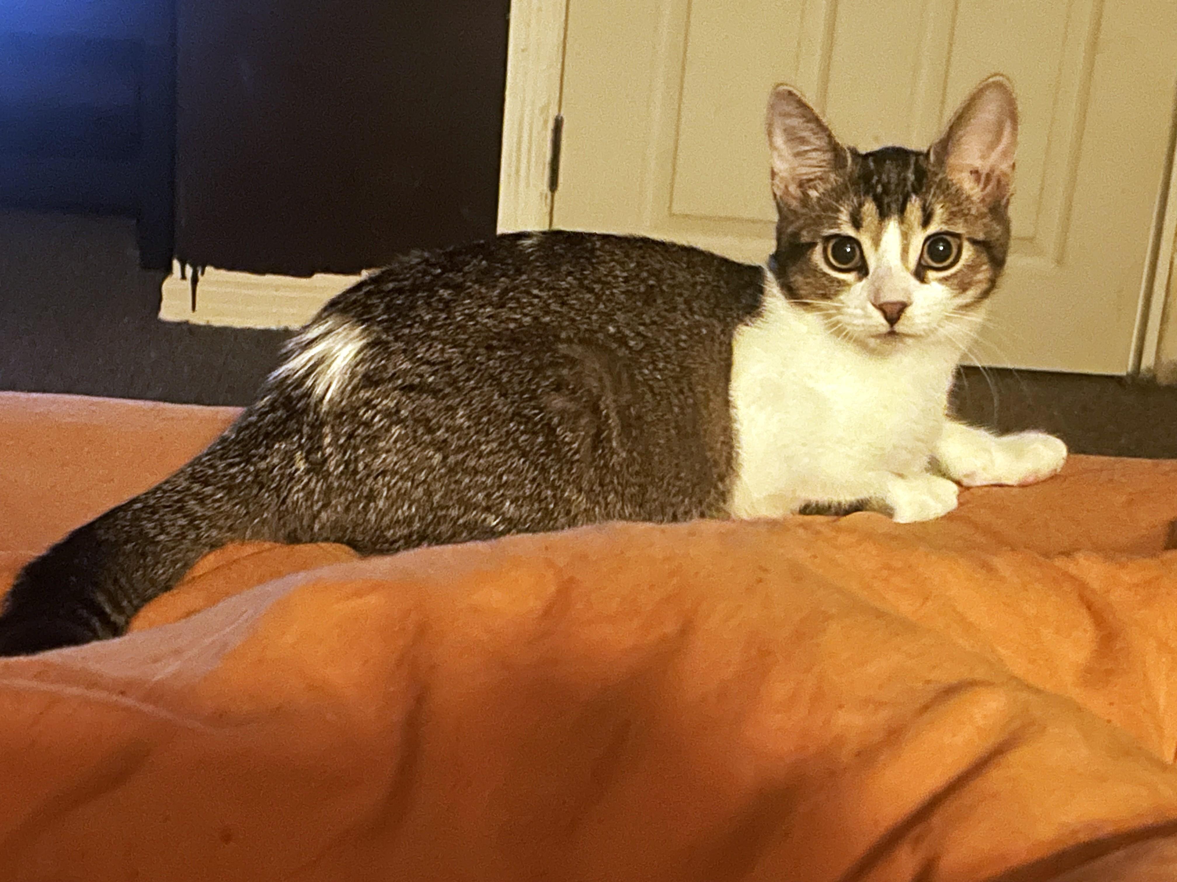 Enlarge Jax, a Adopted Tabby in Midland, MI image 5/5