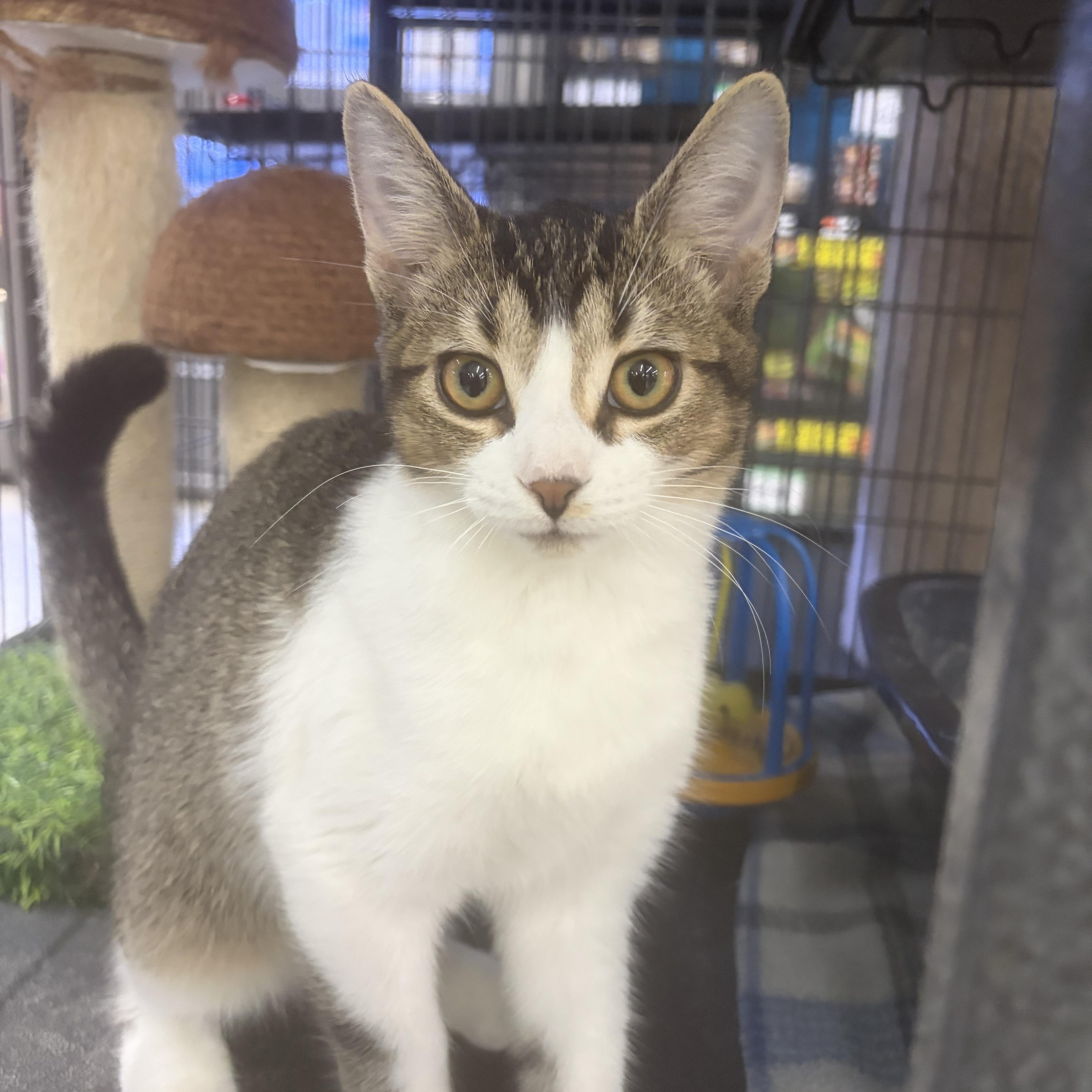 Enlarge Jax, a Adopted Tabby in Midland, MI image 1/5