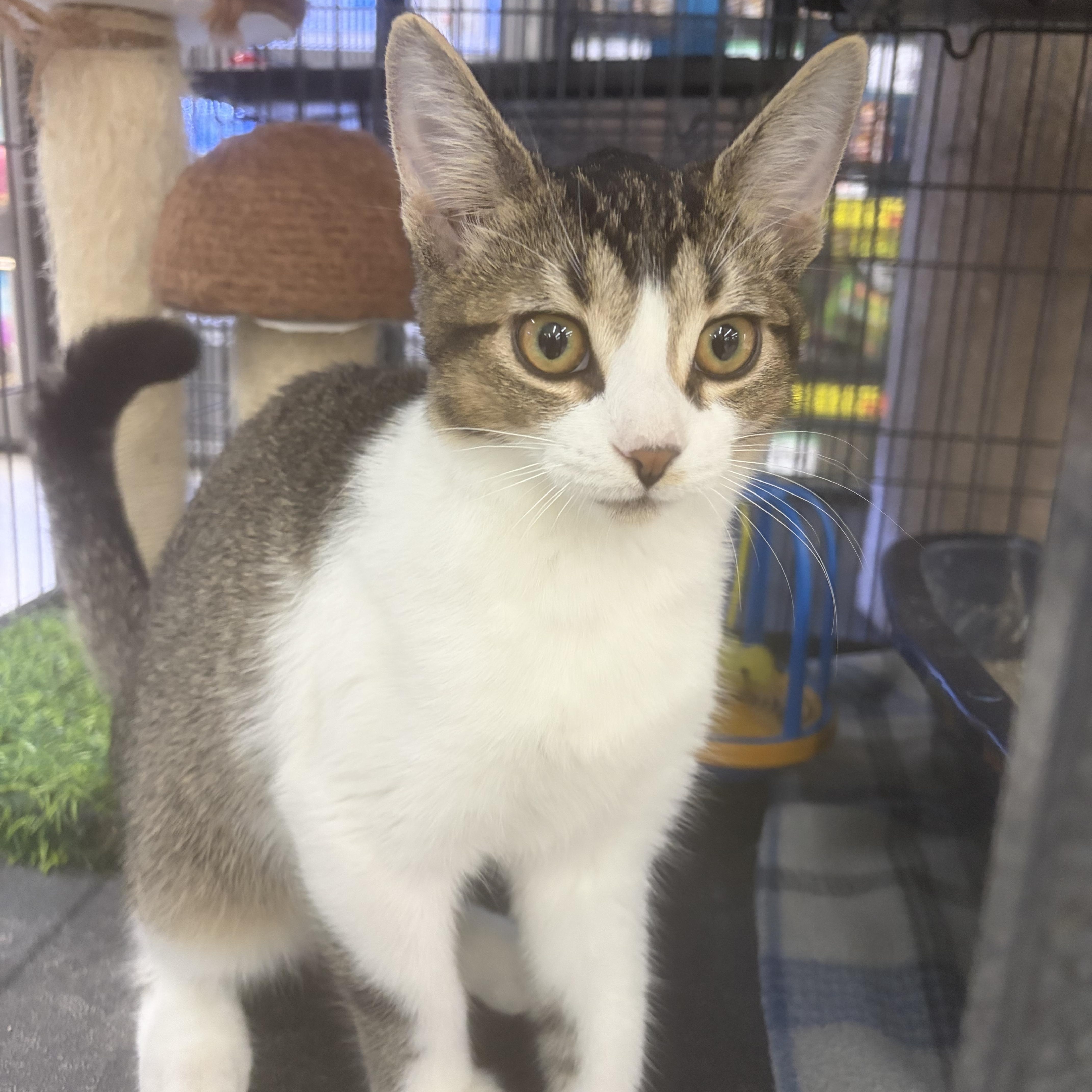 Enlarge Jax, a Adopted Tabby in Midland, MI image 2/5