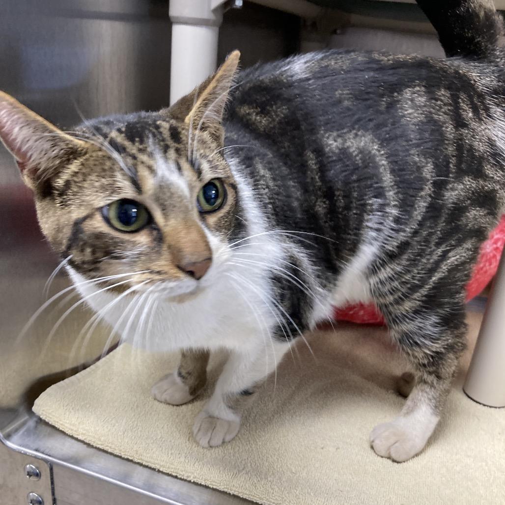 Trudy, Adoptable, Adult Female Domestic Short Hair.