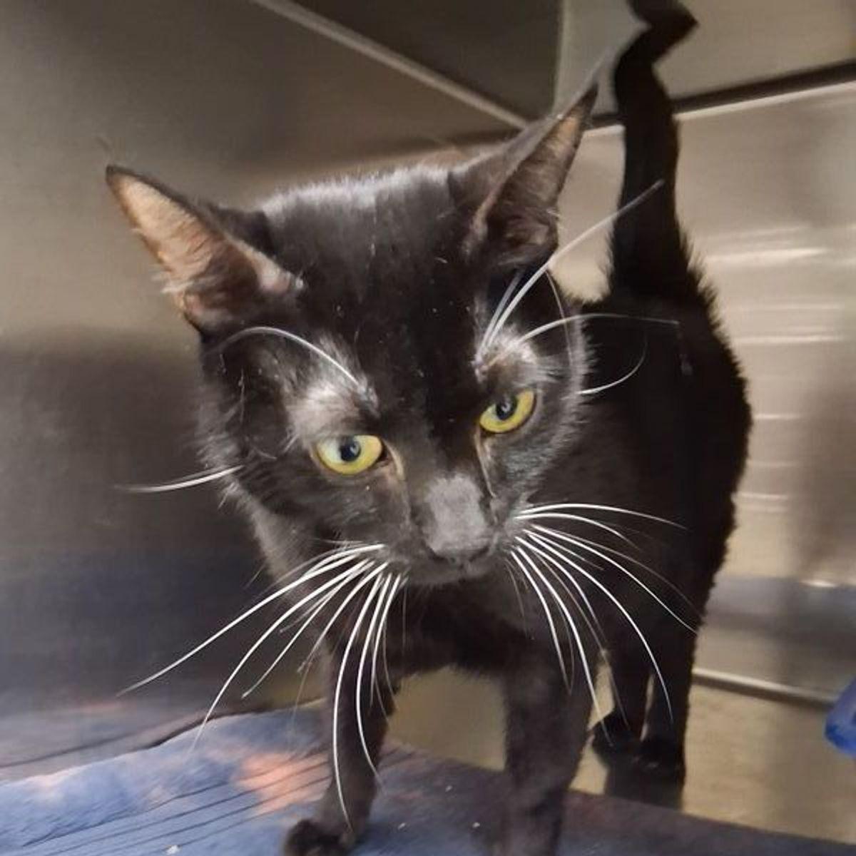 Midnight, Adoptable, Adult Male Domestic Short Hair.