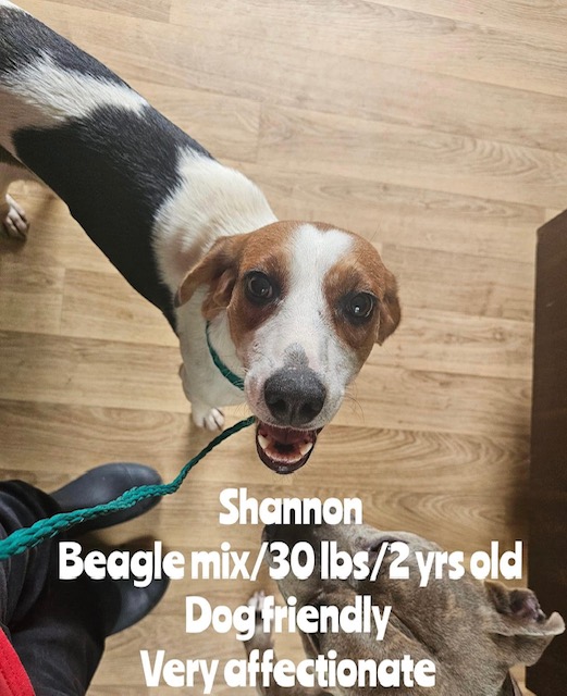 Dog for adoption Shannon (Beautiful beagle mix needs loving home), a