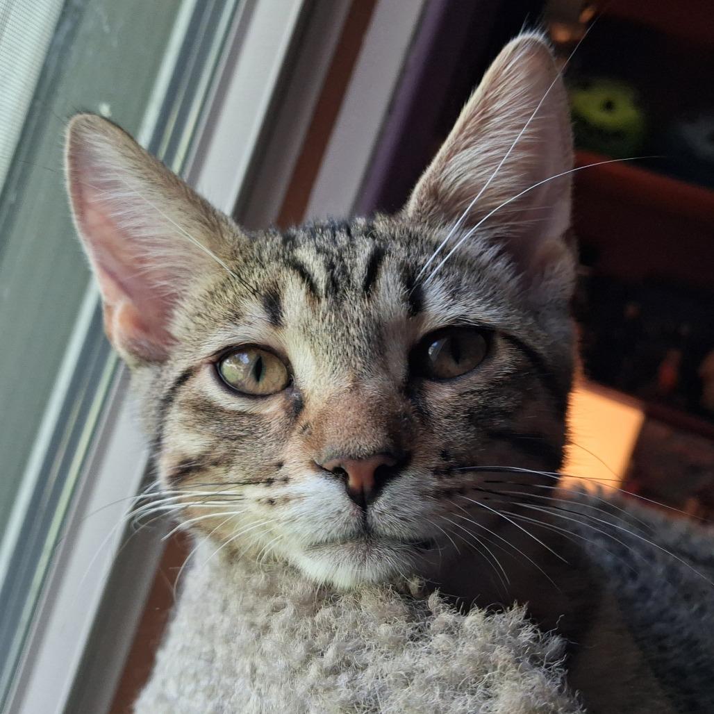 Neil, Adoptable, Kitten Male Domestic Short Hair.