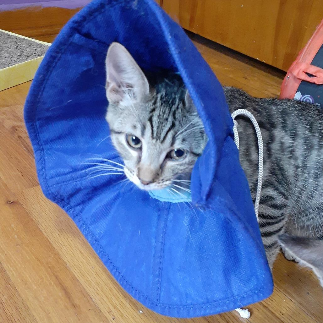 Neil, a Adoptable Domestic Short Hair in Pittsburgh, PA image 4/5