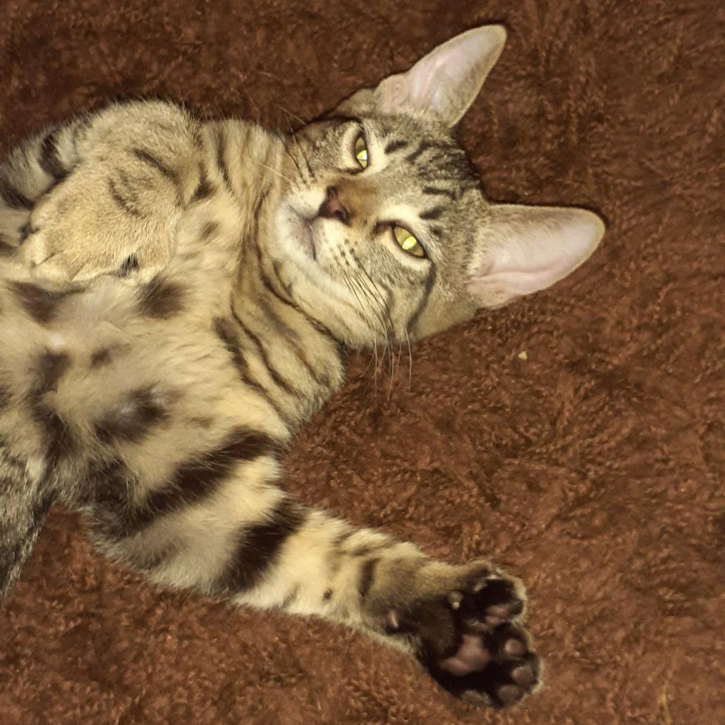 Neil, a Adoptable Domestic Short Hair in Pittsburgh, PA image 5/5