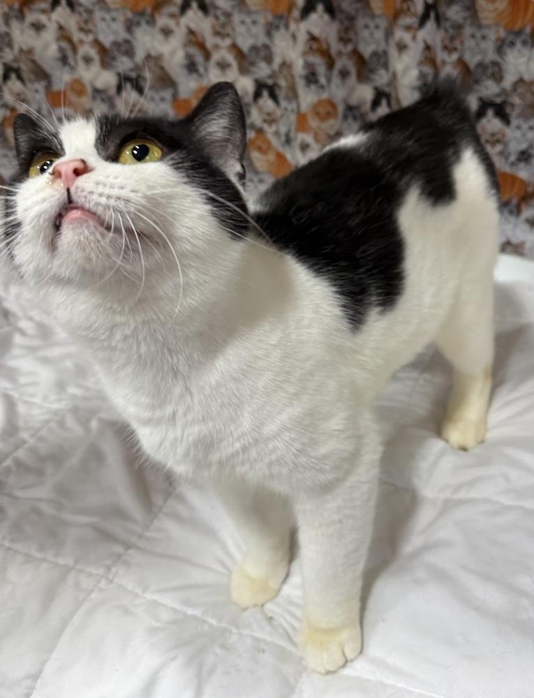 Nyssa, Adoptable, Adult Female Manx.
