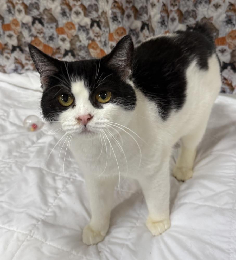 Nyssa, a Adoptable Manx in Jackson, GA image 2/6