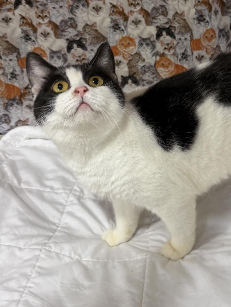 Nyssa, a Adoptable Manx in Jackson, GA image 3/6