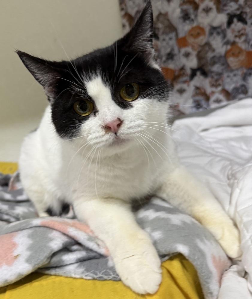 Nyssa, a Adoptable Manx in Jackson, GA image 4/6