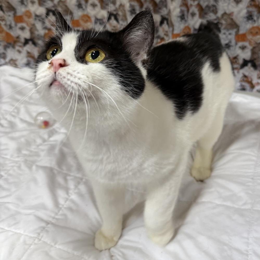 Nyssa, a Adoptable Manx in Jackson, GA image 5/6