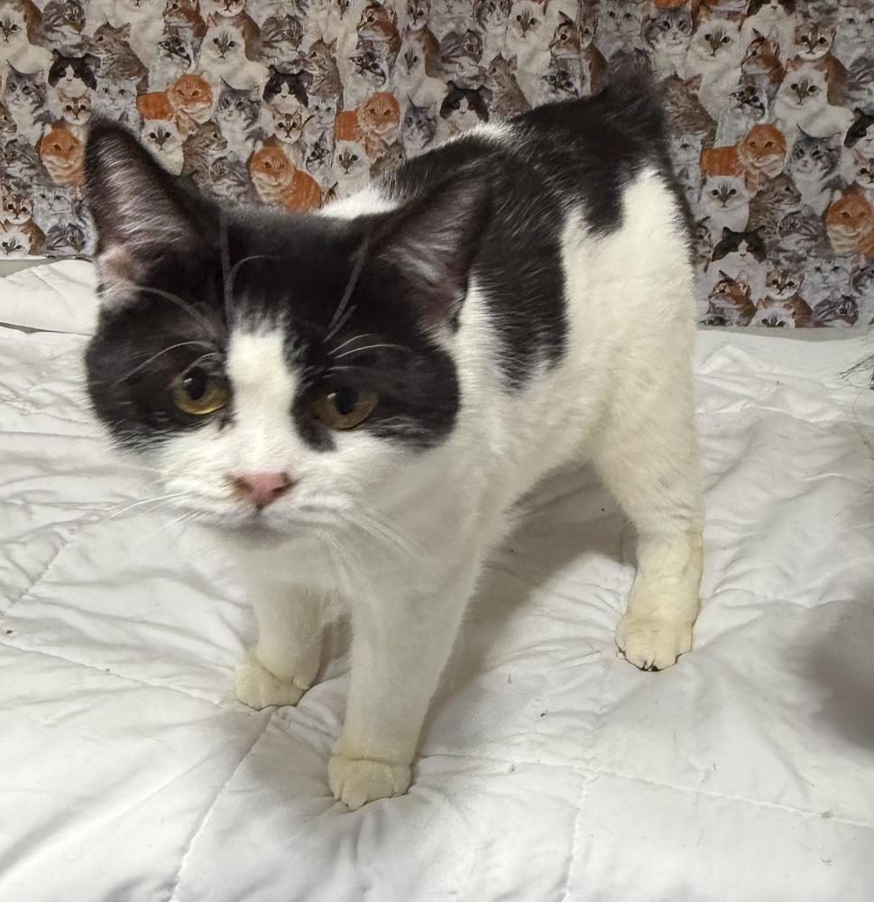 Nyssa, a Adoptable Manx in Jackson, GA image 6/6