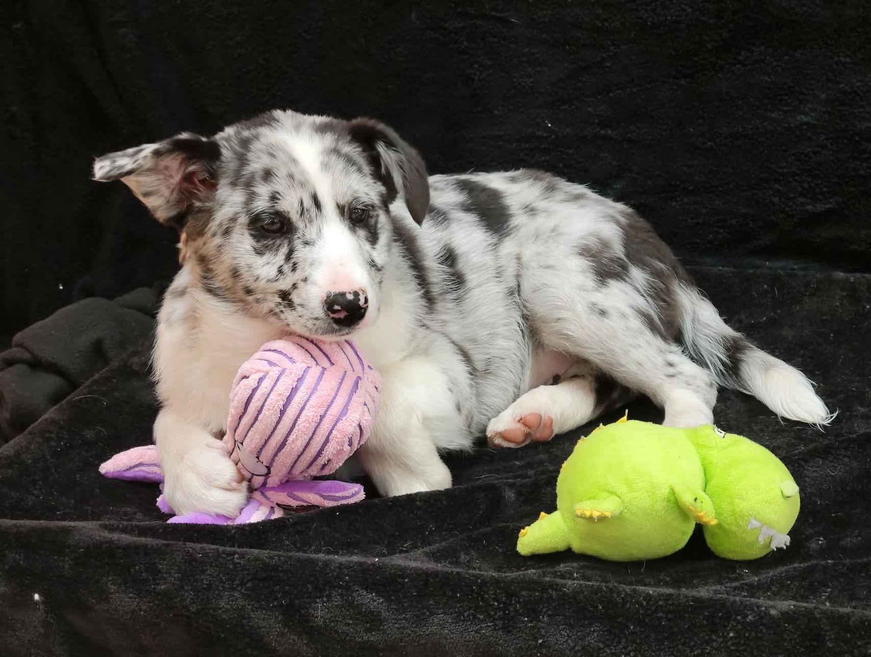 Enlarge Stetson, a ADOPTABLE mixed breed in Portage, WI image 4/4