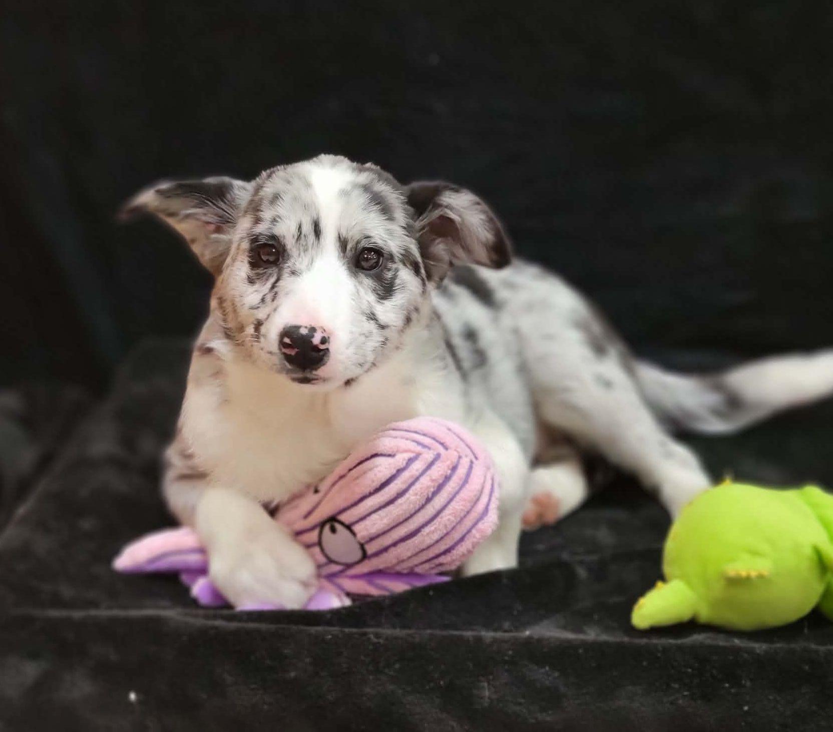 Enlarge Stetson, a ADOPTABLE mixed breed in Portage, WI image 3/4