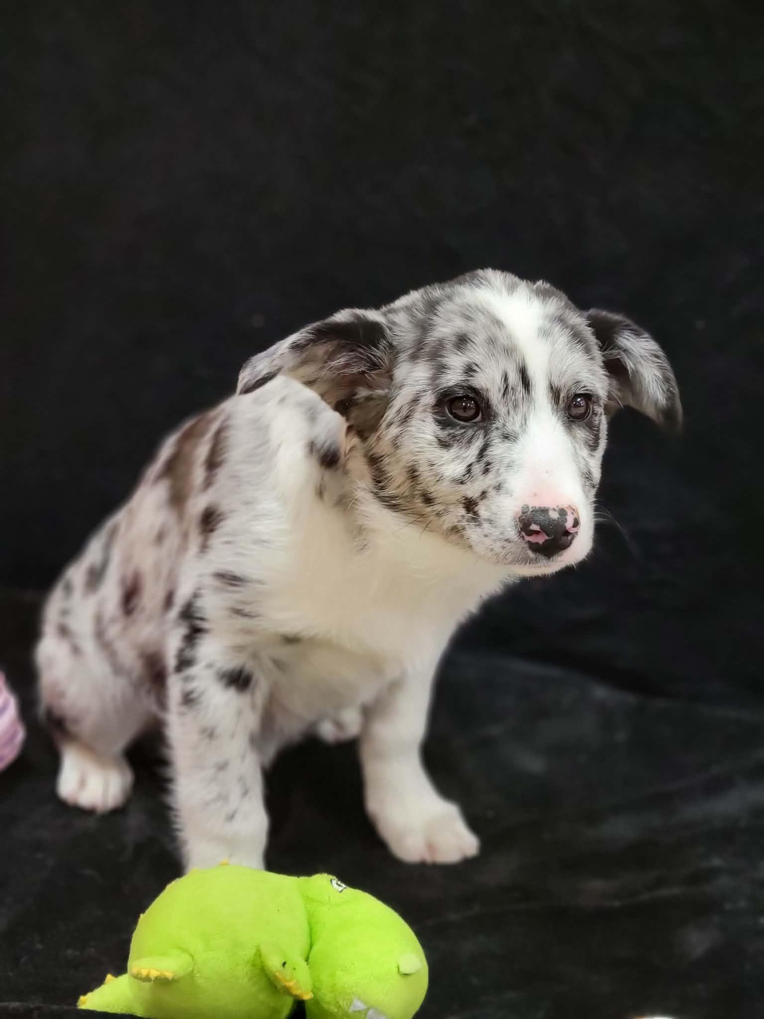 Enlarge Stetson, a ADOPTABLE mixed breed in Portage, WI image 1/4