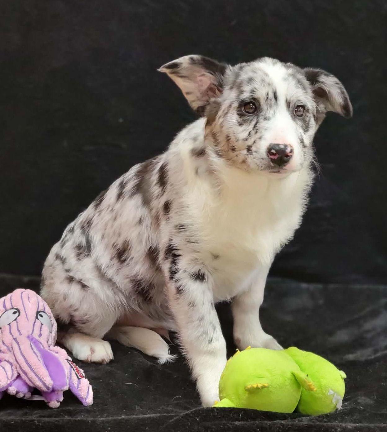 Enlarge Stetson, a ADOPTABLE mixed breed in Portage, WI image 2/4