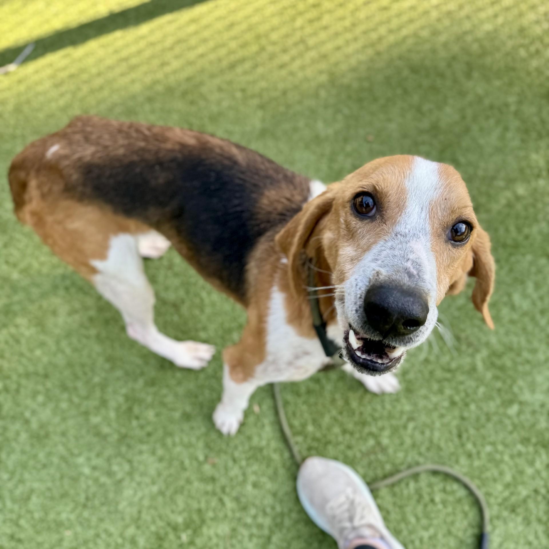 Max, an adoptable Hound Mix in Hilton Head Island, SC_image-1