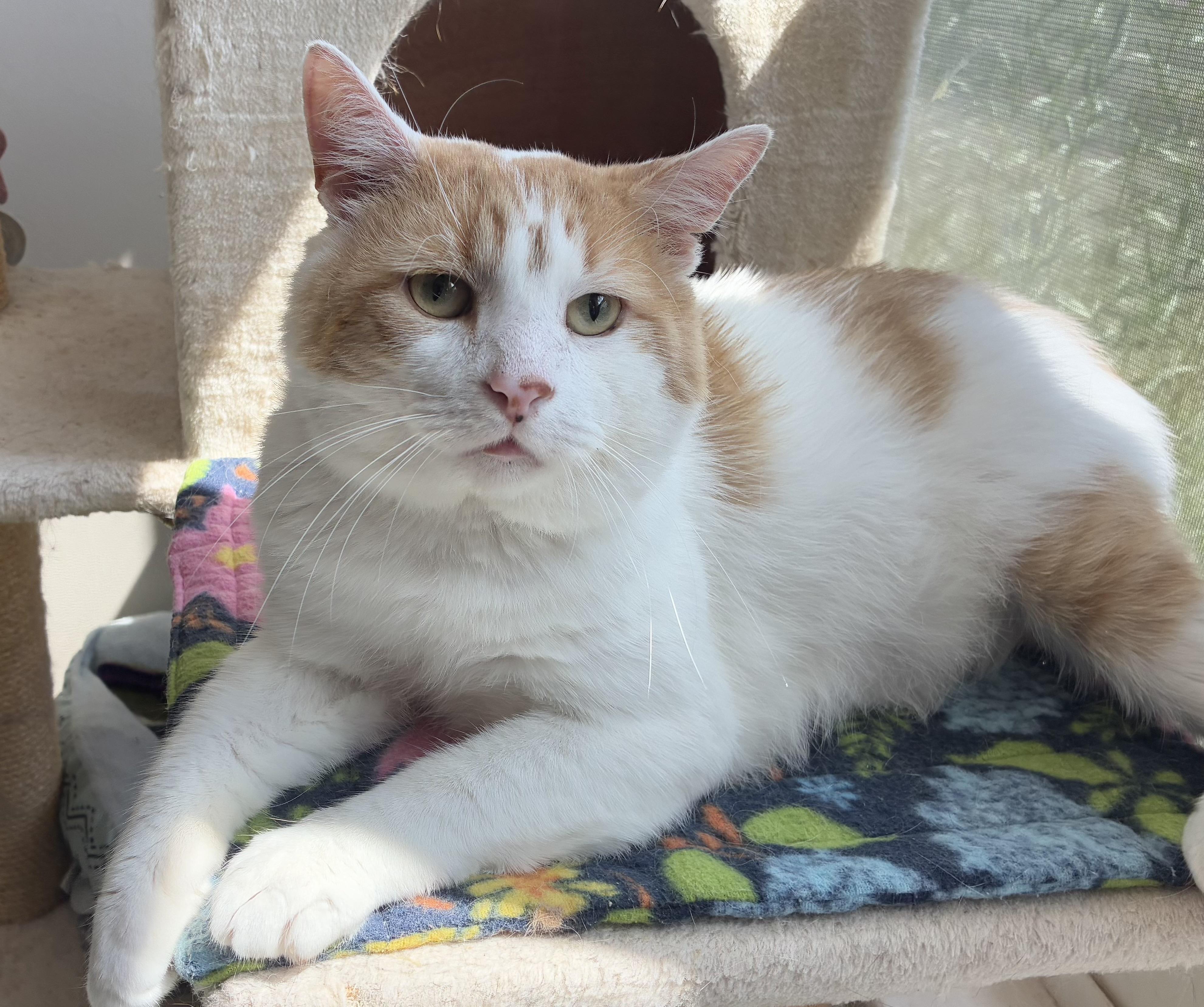 Bazooka Joe (FIV+)