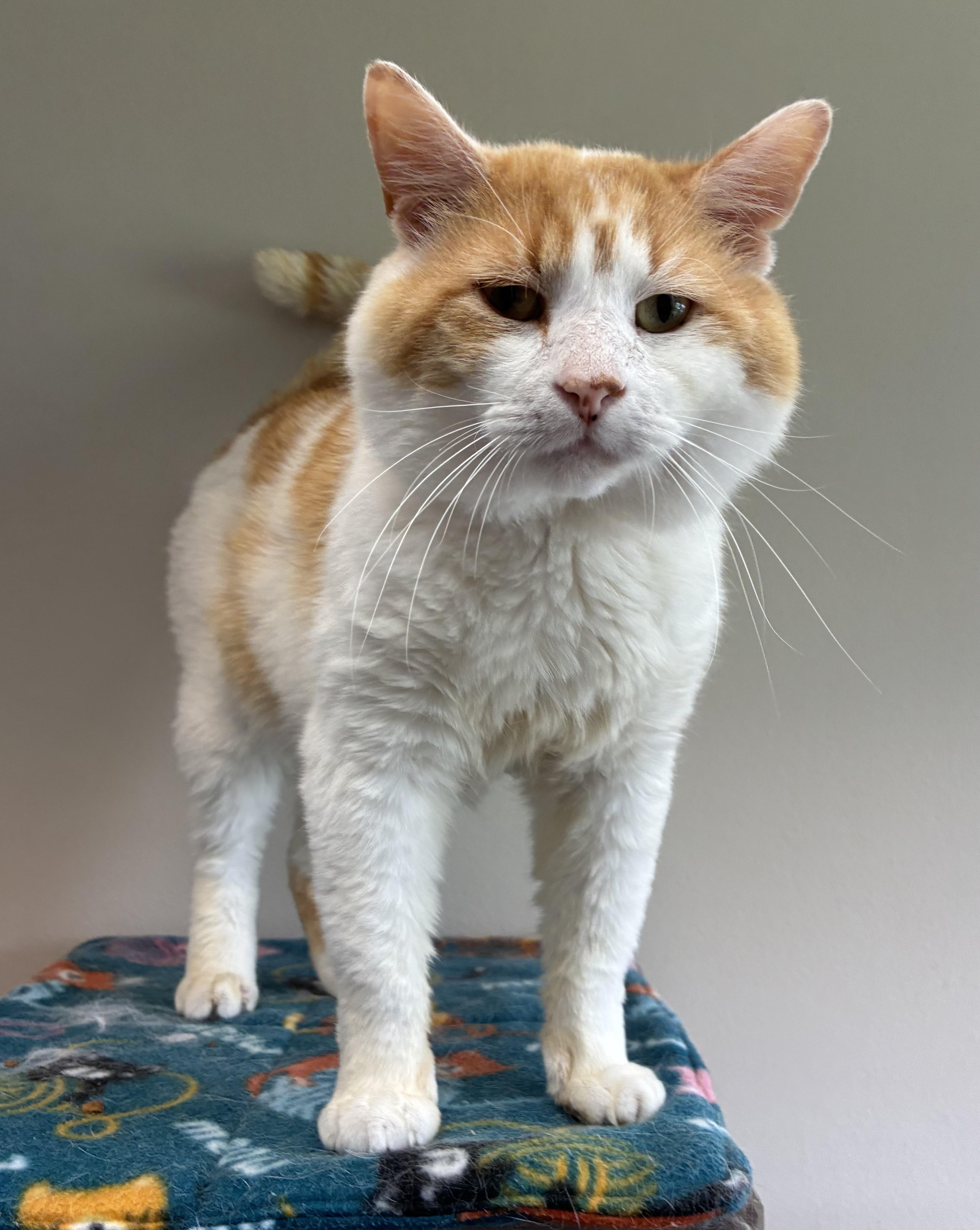 Bazooka Joe (FIV+)