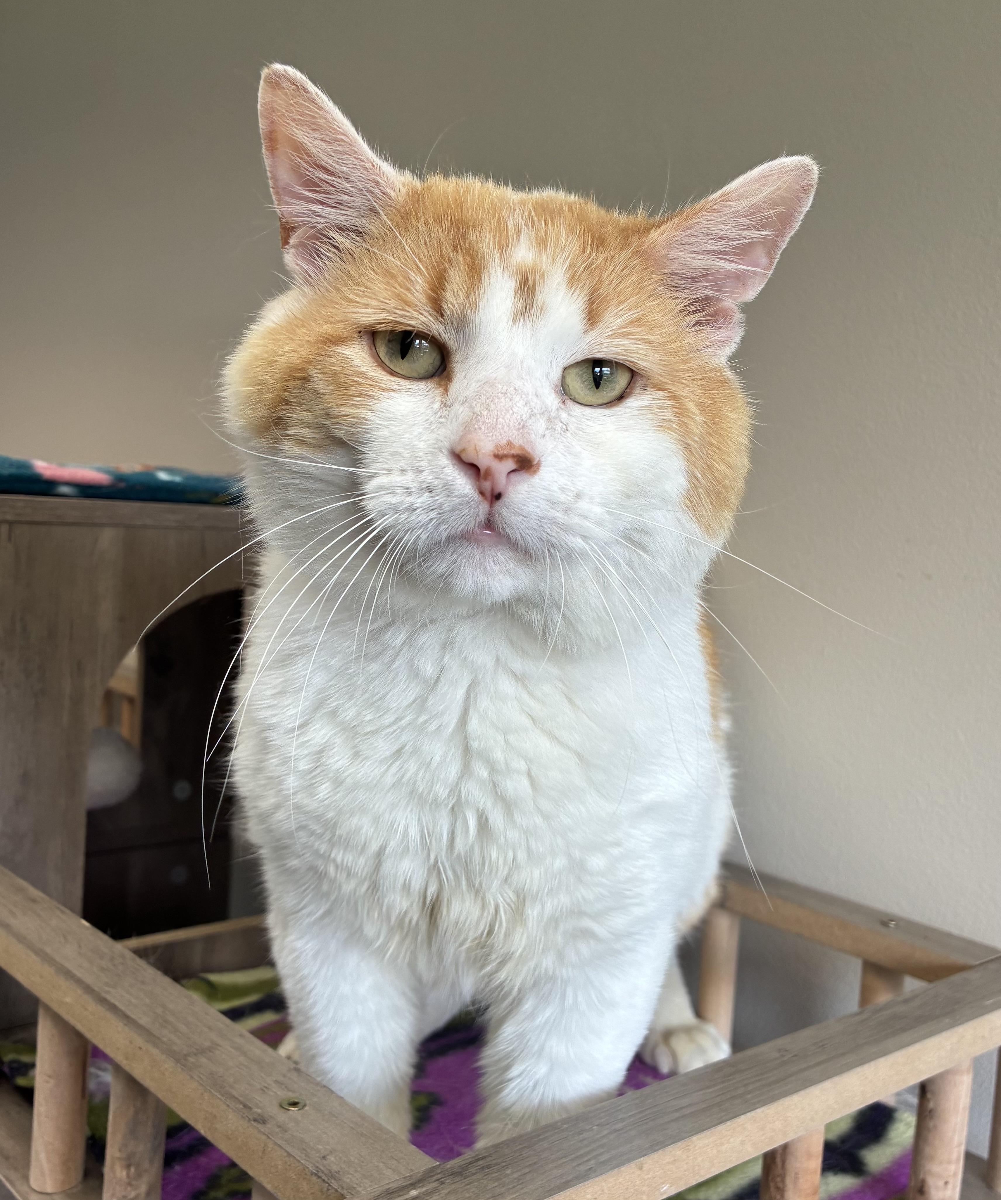 Bazooka Joe (FIV+)