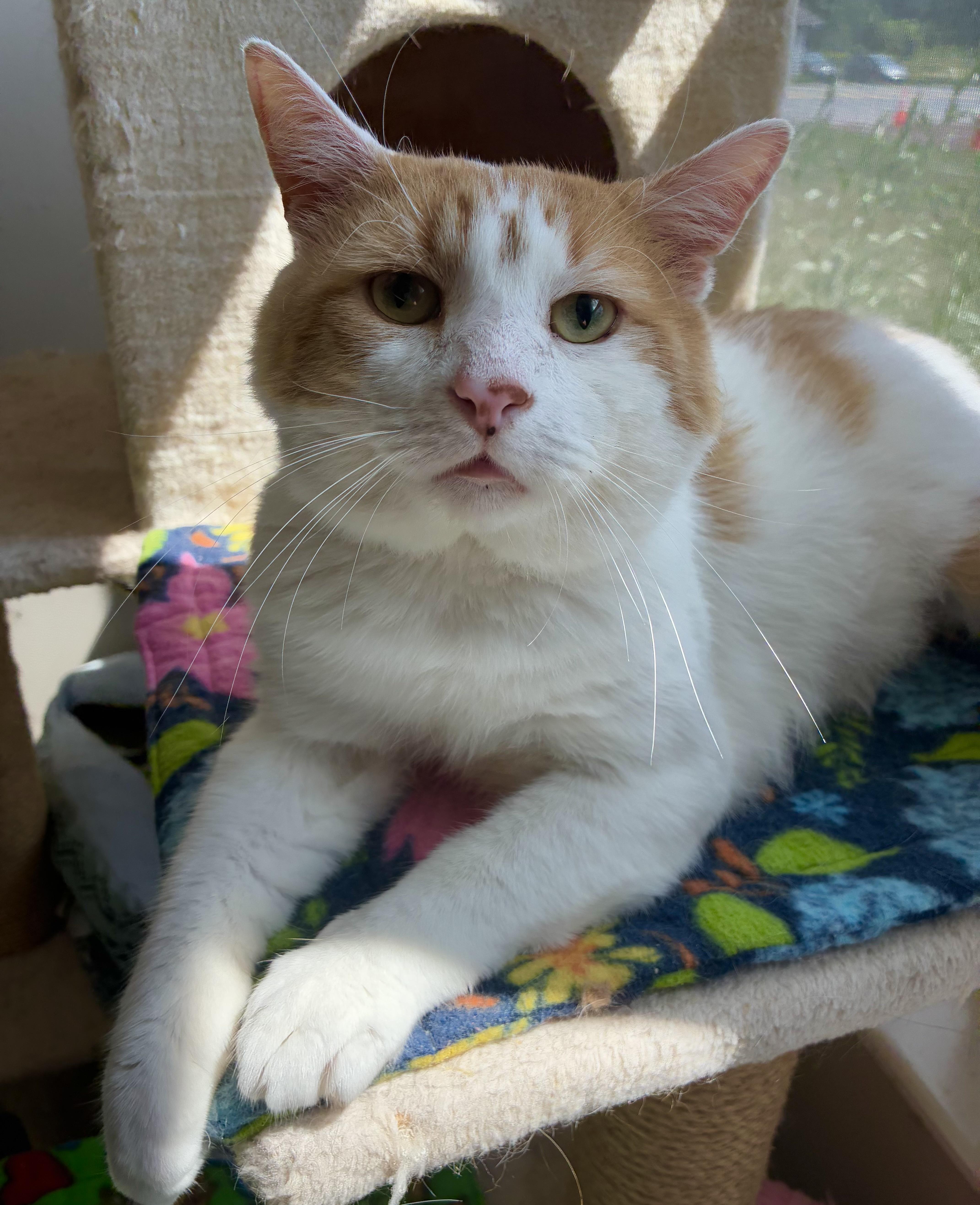 Bazooka Joe (FIV+)