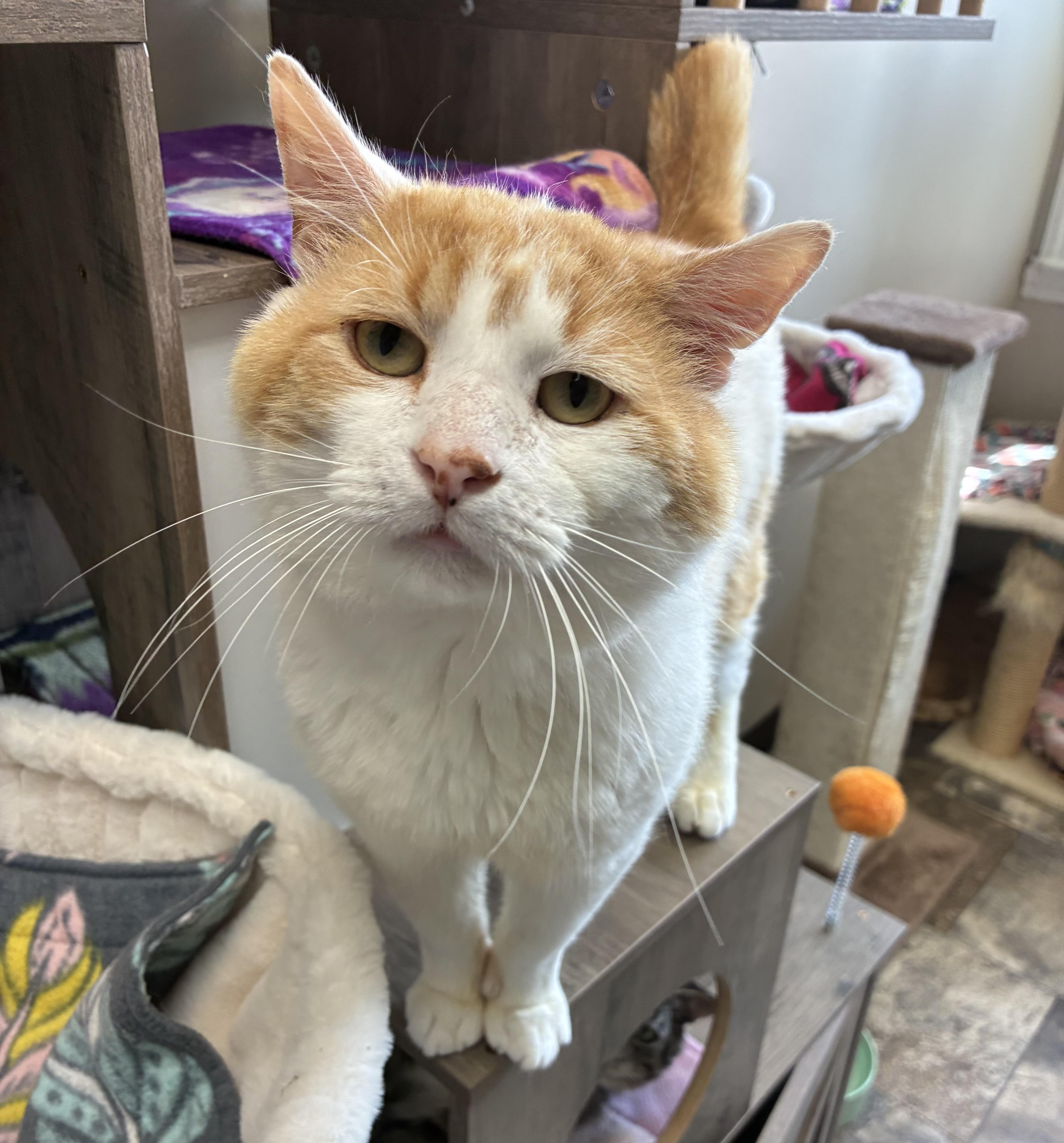 Bazooka Joe (FIV+)