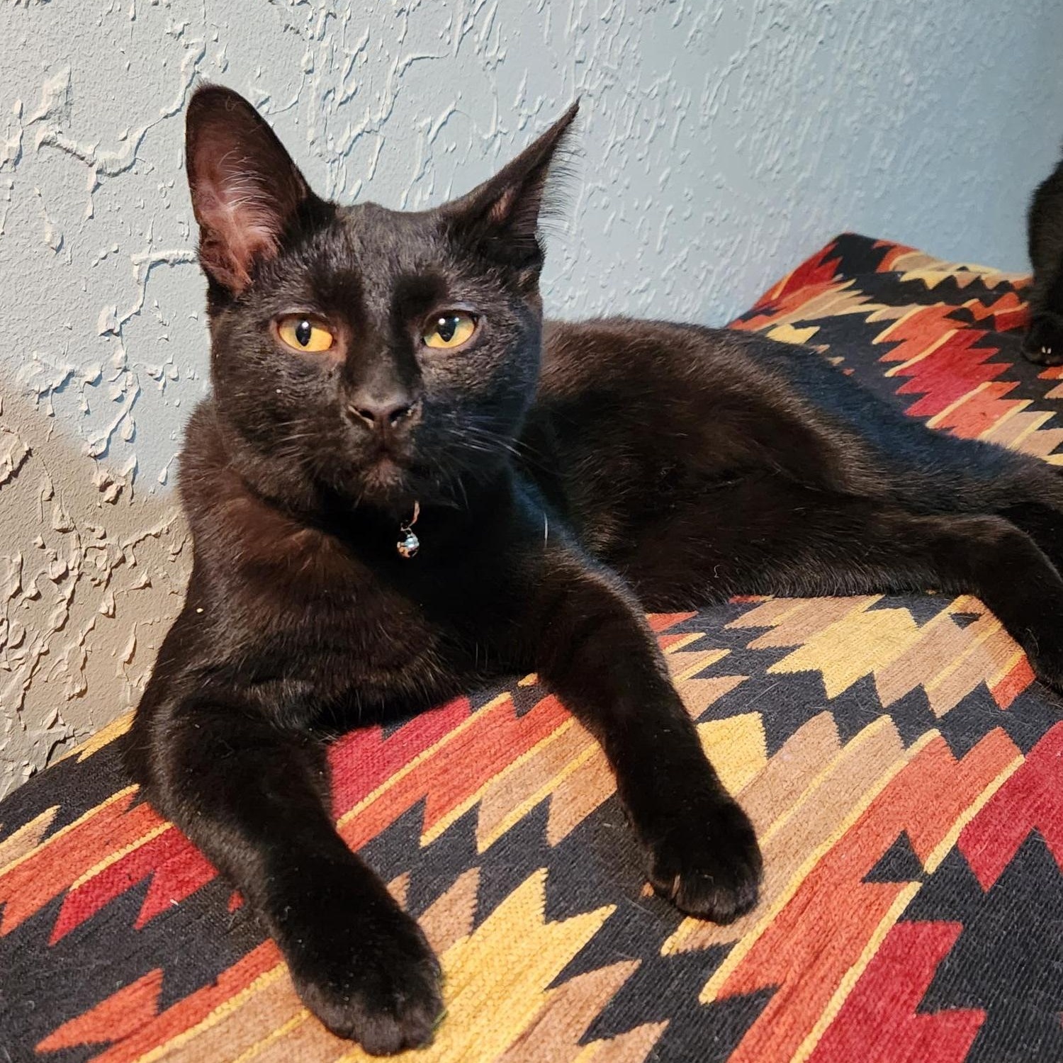 Enlarge Wendy & Siblings, a Adoptable Domestic Short Hair in Corrales, NM image 1/3