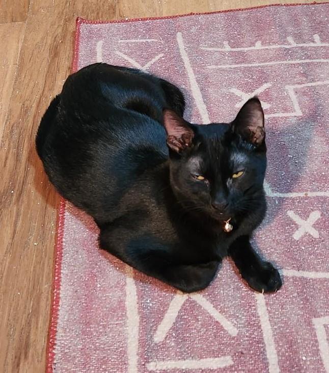 Enlarge Wendy & Siblings, a Adoptable Domestic Short Hair in Corrales, NM image 2/3