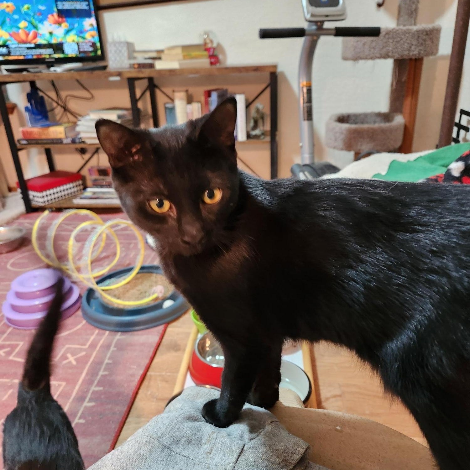 Enlarge Wendy & Siblings, a Adoptable Domestic Short Hair in Corrales, NM image 3/3