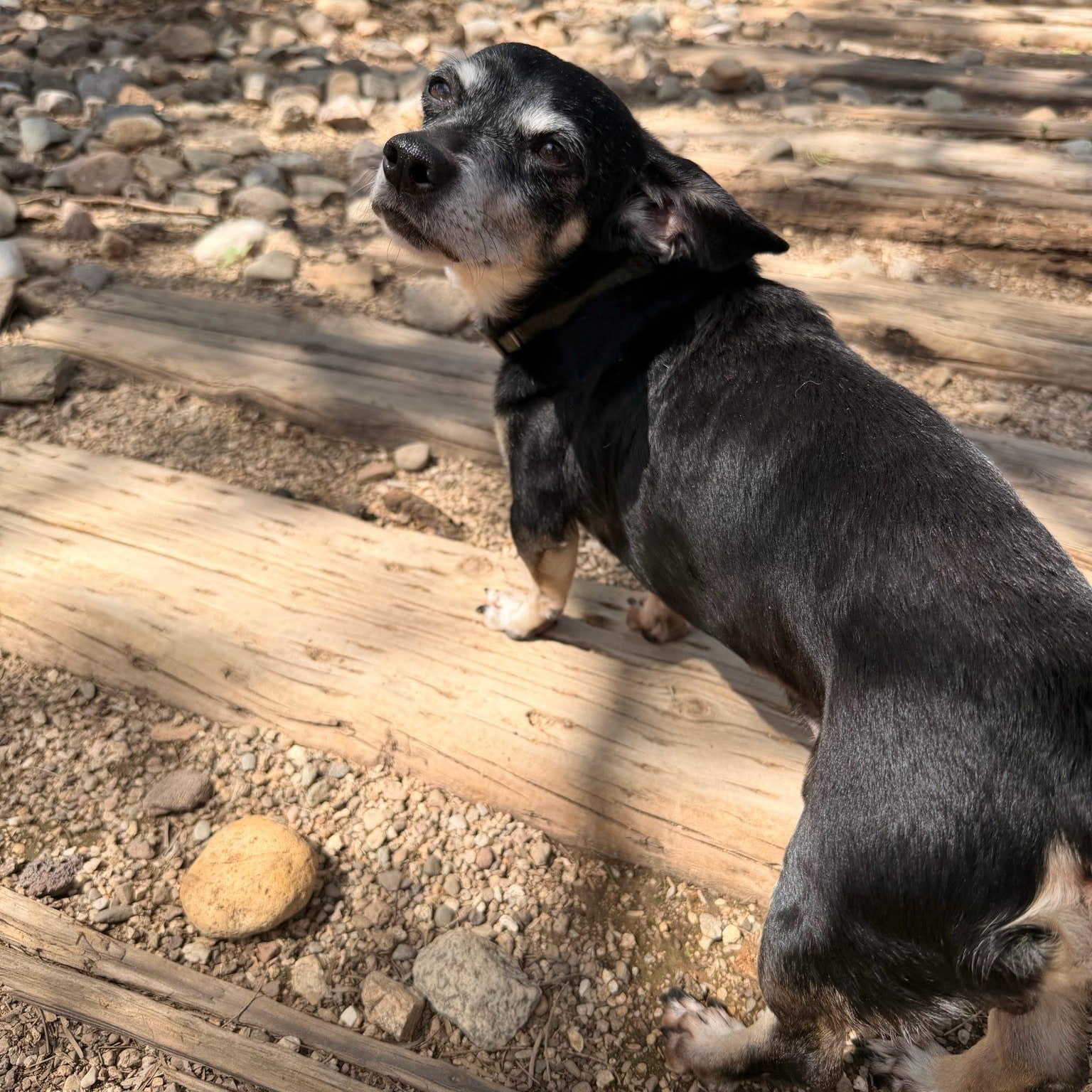 Huey, Adoptable, Senior Male Chihuahua & Dachshund.
