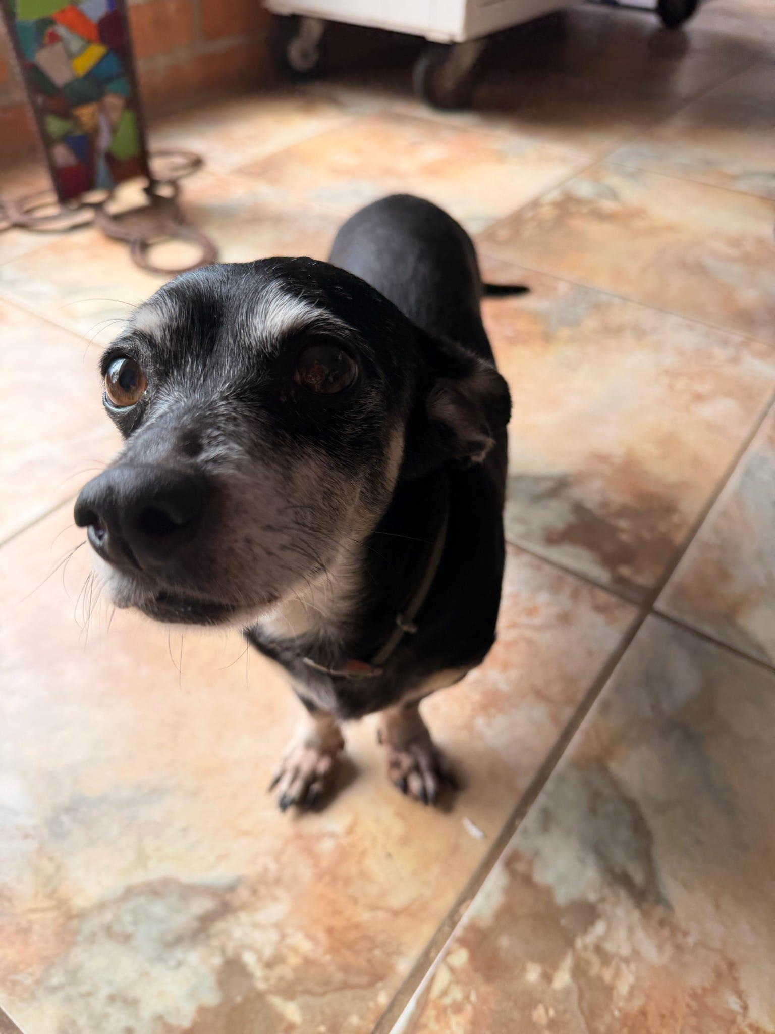 Huey, a Adoptable mixed breed in Tucson, AZ image 4/5