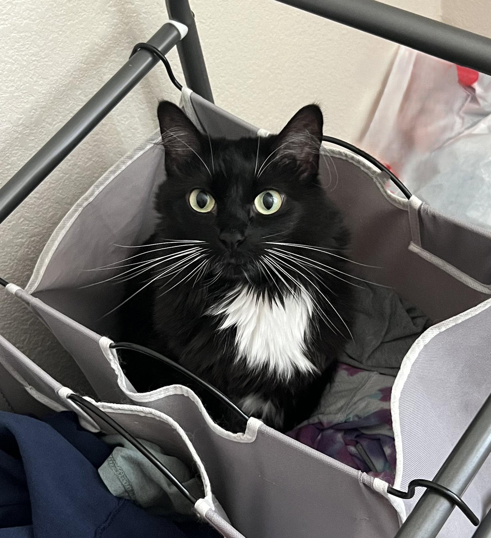 Broccoli, Adoptable, Adult Female Domestic Long Hair.