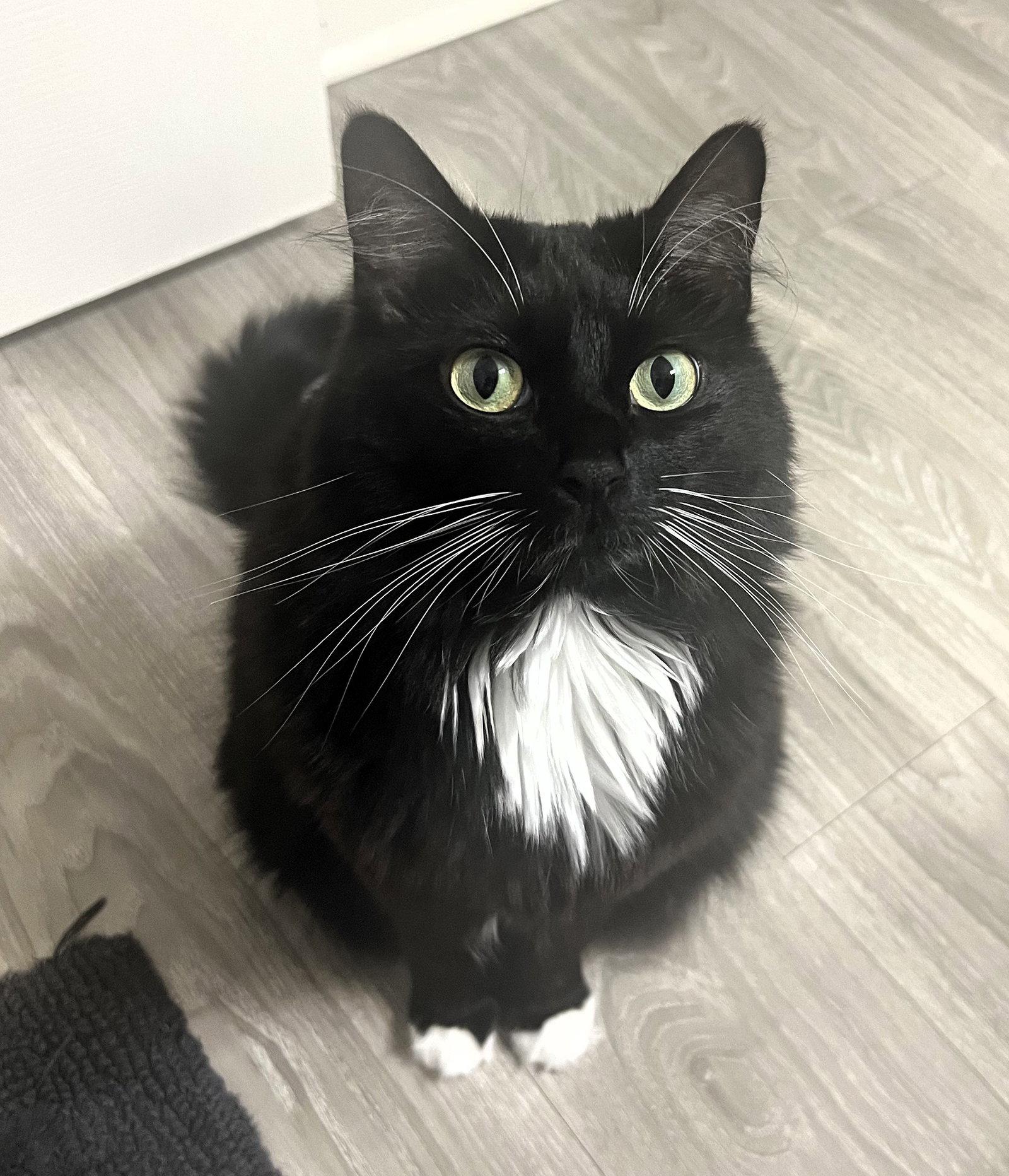 Enlarge Broccoli, a Adoptable Domestic Long Hair in Dripping Springs, TX image 2/2
