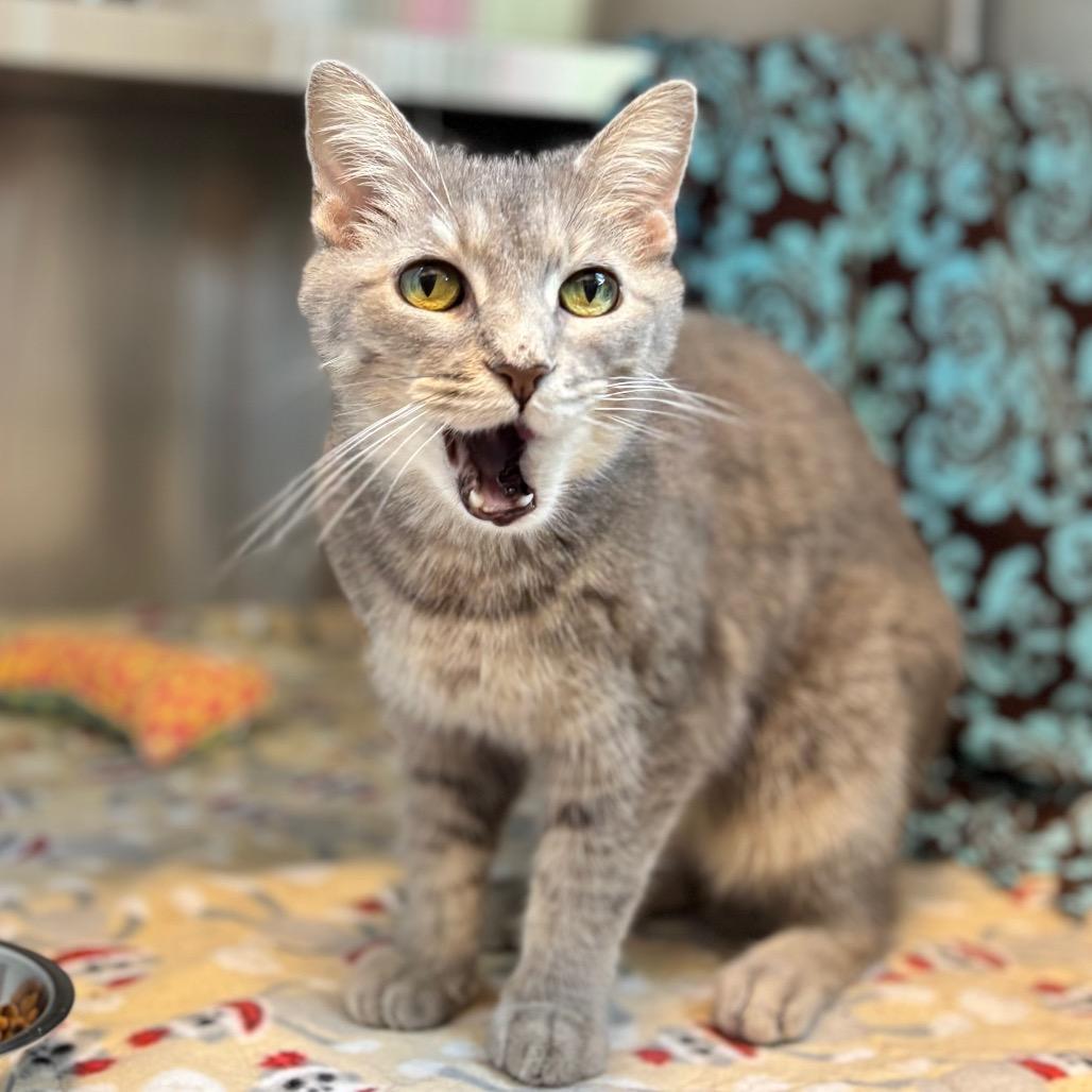 Julie Andrews, Adoptable, Adult Female Domestic Short Hair.