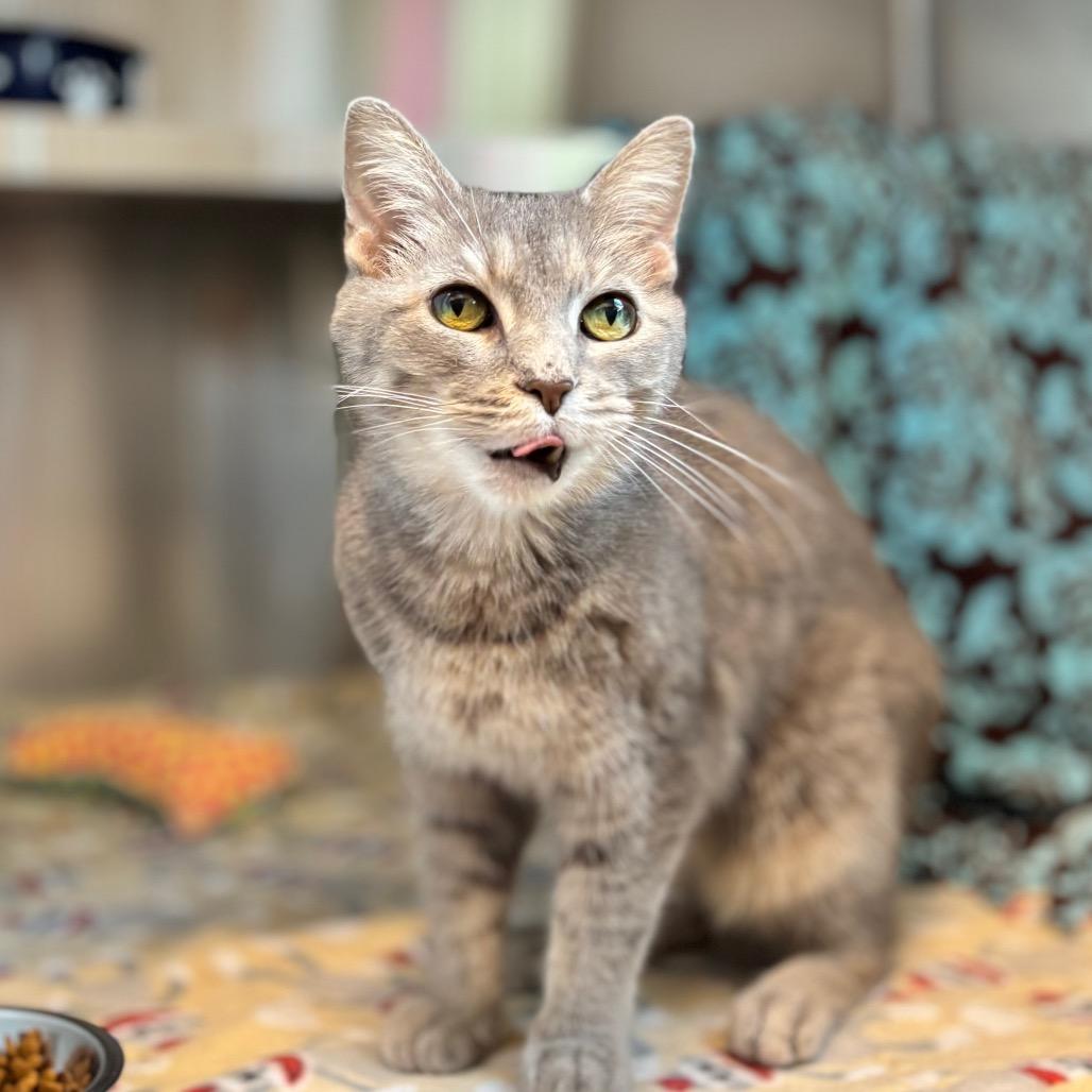 Enlarge Julie Andrews, a Adoptable Domestic Short Hair in Nashville, IN image 2/6