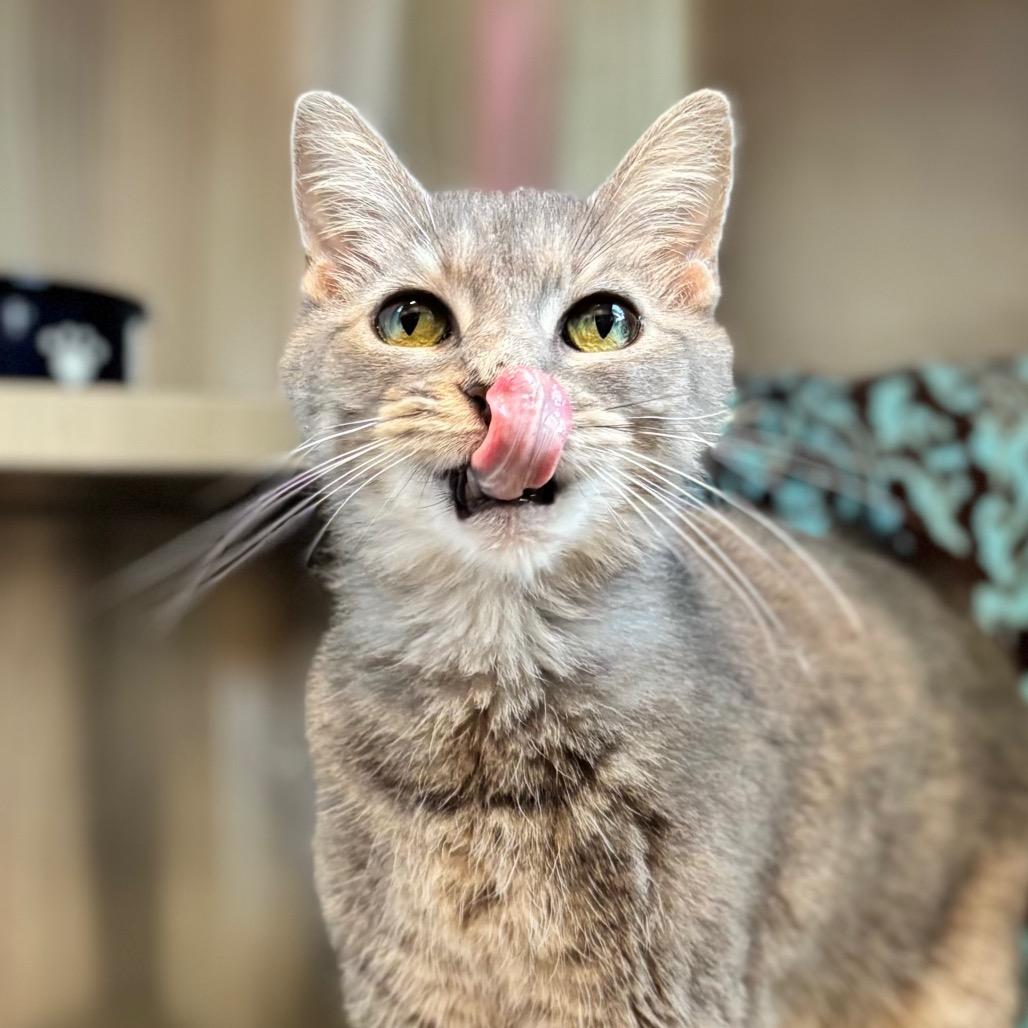 Enlarge Julie Andrews, a Adoptable Domestic Short Hair in Nashville, IN image 3/6