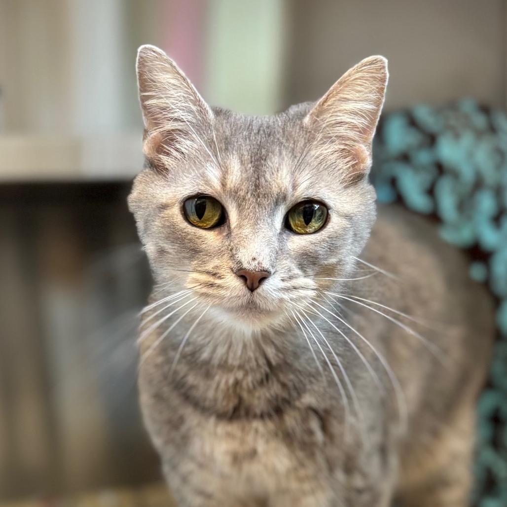 Enlarge Julie Andrews, a Adoptable Domestic Short Hair in Nashville, IN image 4/6