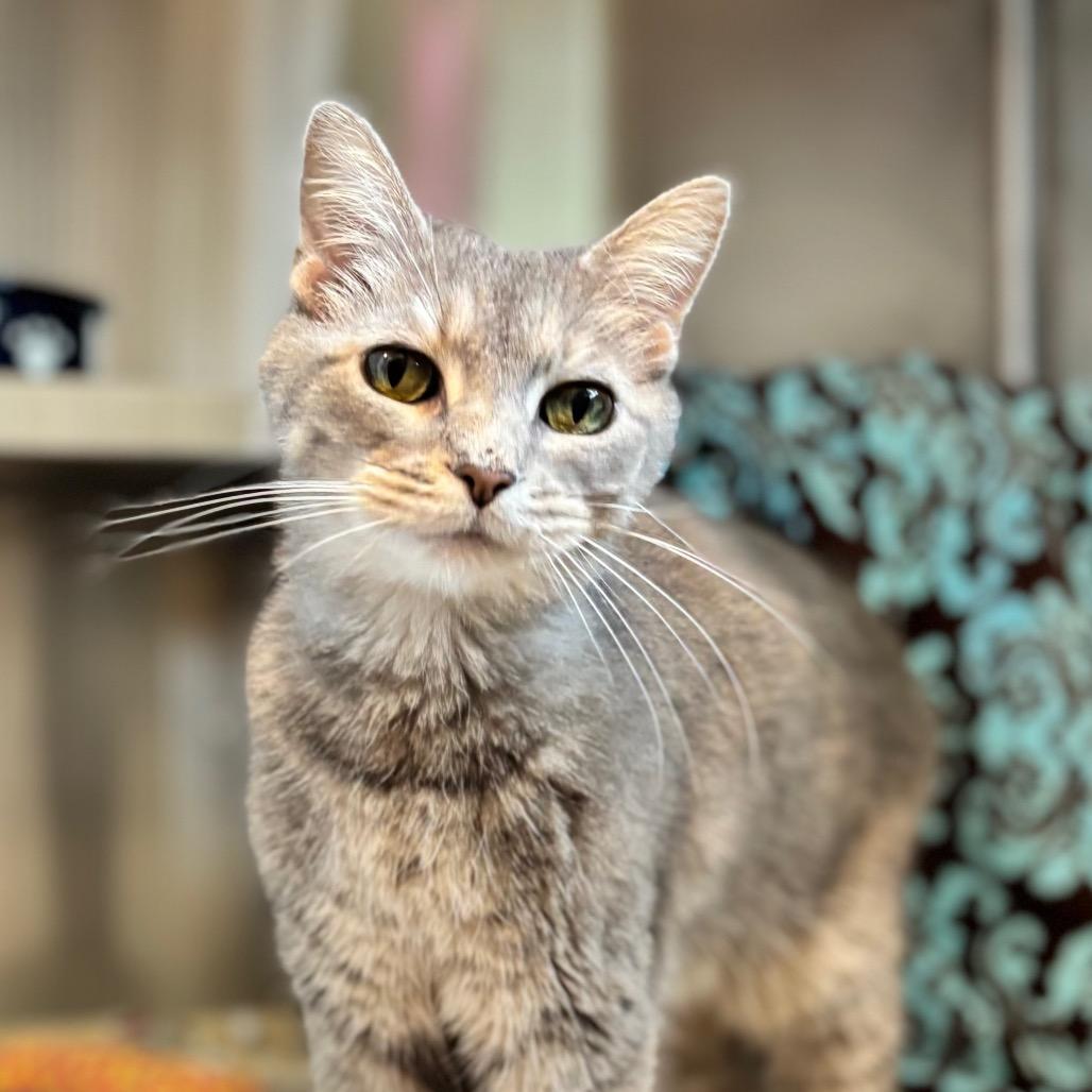 Enlarge Julie Andrews, a Adoptable Domestic Short Hair in Nashville, IN image 5/6