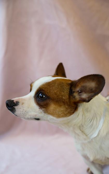 Tank, Adoptable, Adult Male Parson Russell Terrier & Mixed Breed.