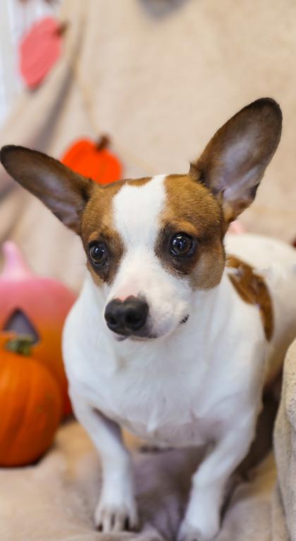 Enlarge Tank, a Adoptable mixed breed in Dothan, AL image 2/2