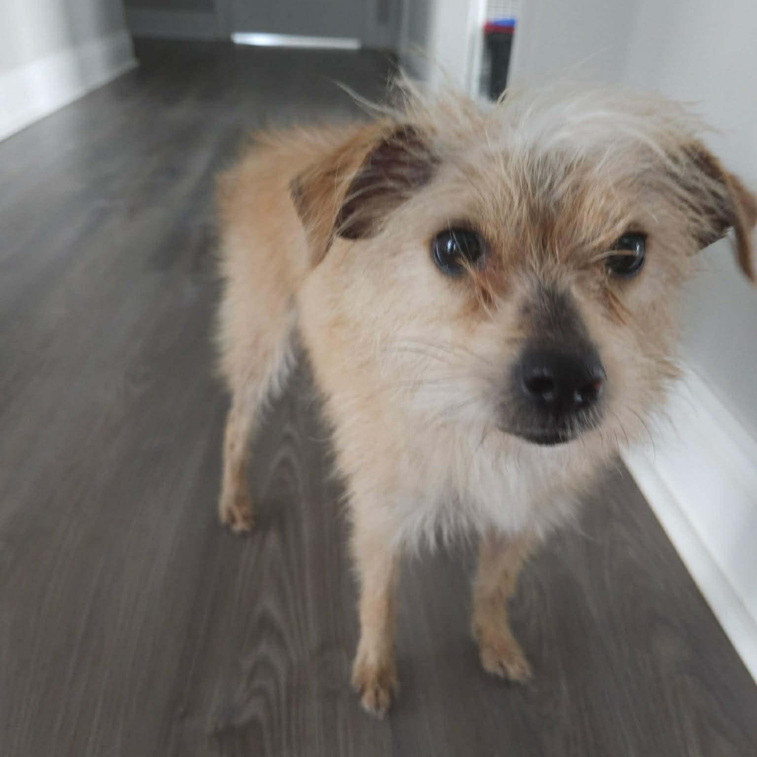 Enlarge Fuze, an adoptable Terrier in Sunderland, MD image 3/5