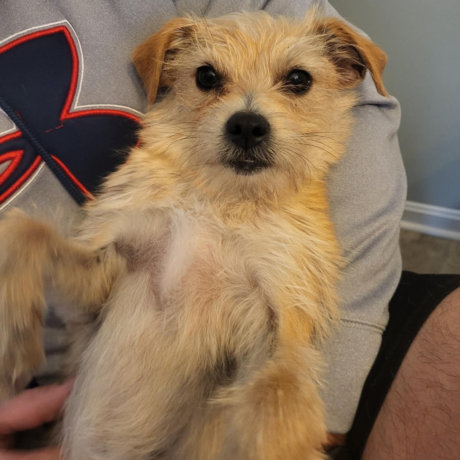 Fuze, adoptable, Young Female Terrier.