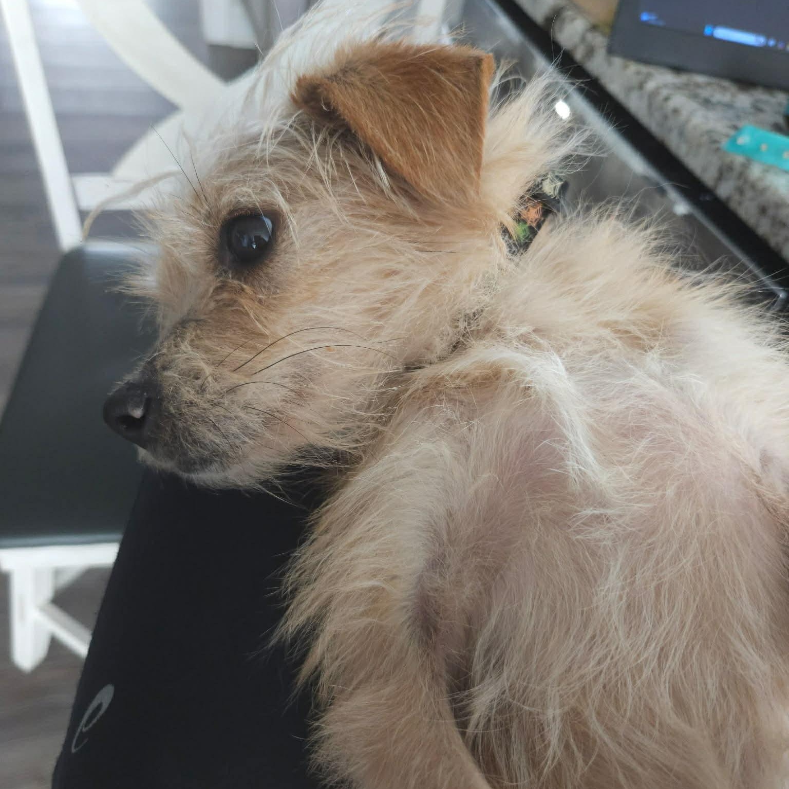 Enlarge Fuze, an adoptable Terrier in Sunderland, MD image 4/5