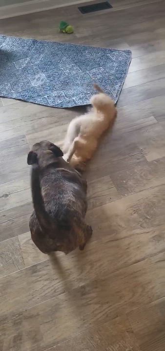 Enlarge Fuze, an adoptable Terrier in Sunderland, MD video 5/5