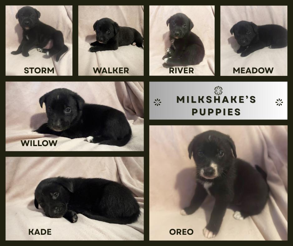 Milkshake's Puppies, ADOPTABLE, Puppy Male Border Collie.