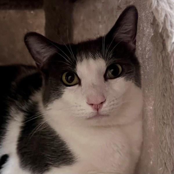 Enlarge Rhino, a Adoptable mixed breed in Walnut Creek, CA image 1/1