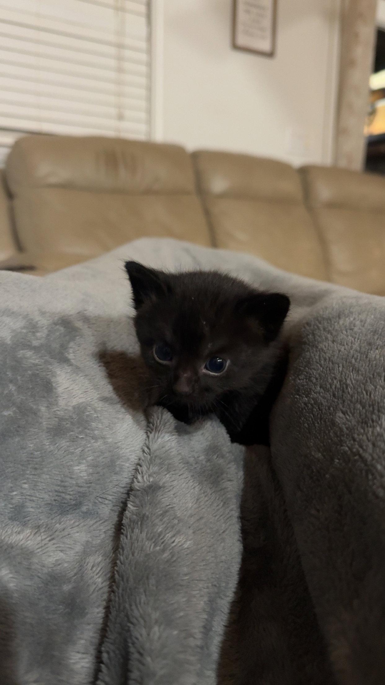 Rysand, Adoptable, Young Female Domestic Medium Hair.